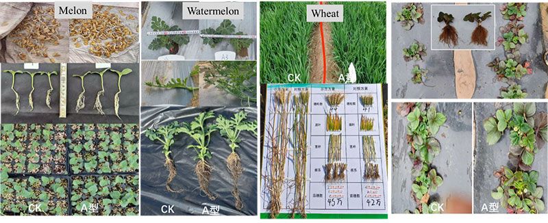 NEW INTEGRATED BIOSTIMULANT TECHNOLOGY ACTIVELY ADDRESSING THE IMPACT OF ABIOTIC STRESSES ON AGRICULTURAL PRODUCTION, HELPING TO IMPROVE BOTH GRAIN YIELD AND QUALITY OF AGRICULTURAL PRODUCTS