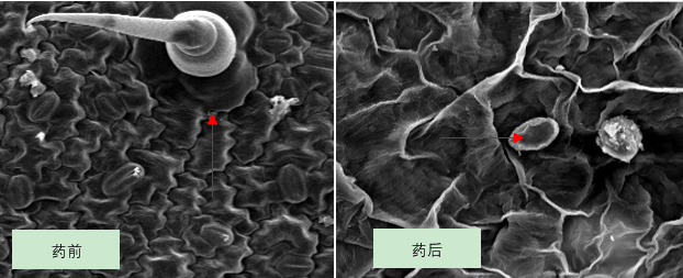 白粉病侵染釘掃描電子顯微鏡鏡檢數(shù)據(jù)