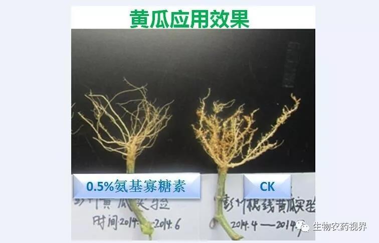 氨基寡糖素 - 植物的免疫衛(wèi)士，根結線蟲的克星